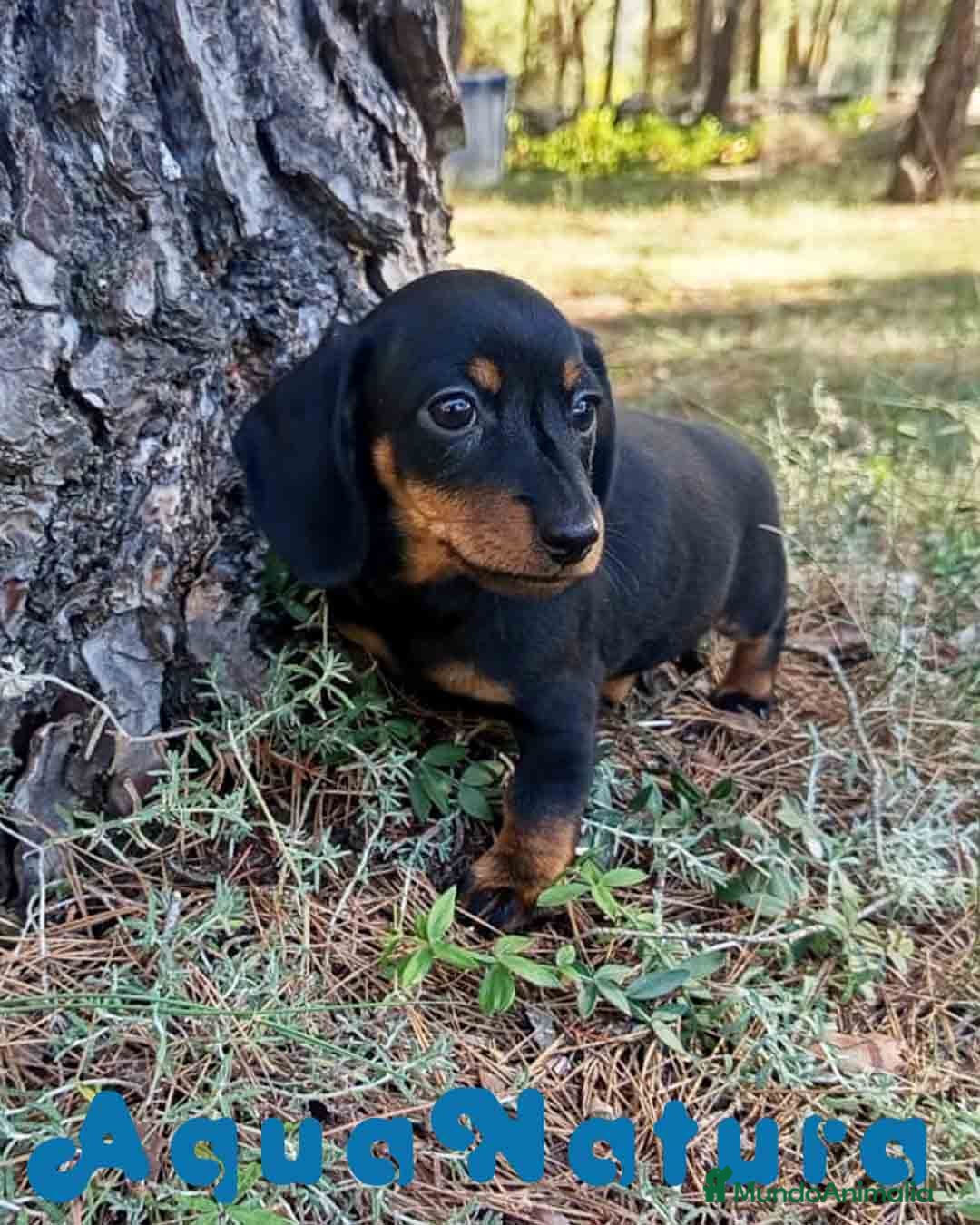 Teckel Miniatura perros en venta:  Teckel Hembra de Tiana y Tilo 4487 AQUANATURA - Anuncio 1