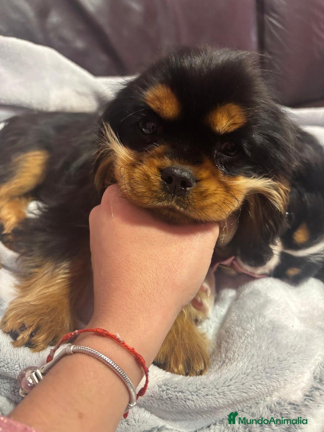Cavalier King Charles Spaniel perros en venta: Cachorros Cavalier King alta calidad - Anuncio 6
