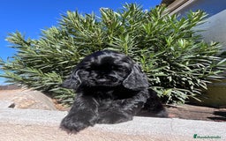 Cocker Spaniel Inglés perros en venta: Cocker negro - Imagen 7
