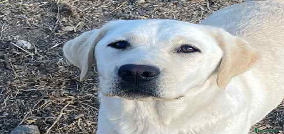 Imagen de galería {{count}}