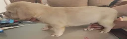 Labrador Retriever perros en venta: Labradores retriever disponible 🐶🐾 en Cádiz - Anuncio 6