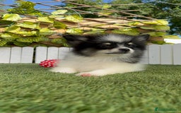 Pomerania perros en venta: POMERANIA MACHO ENVIOS A TODA ESPAÑA - Imagen 8