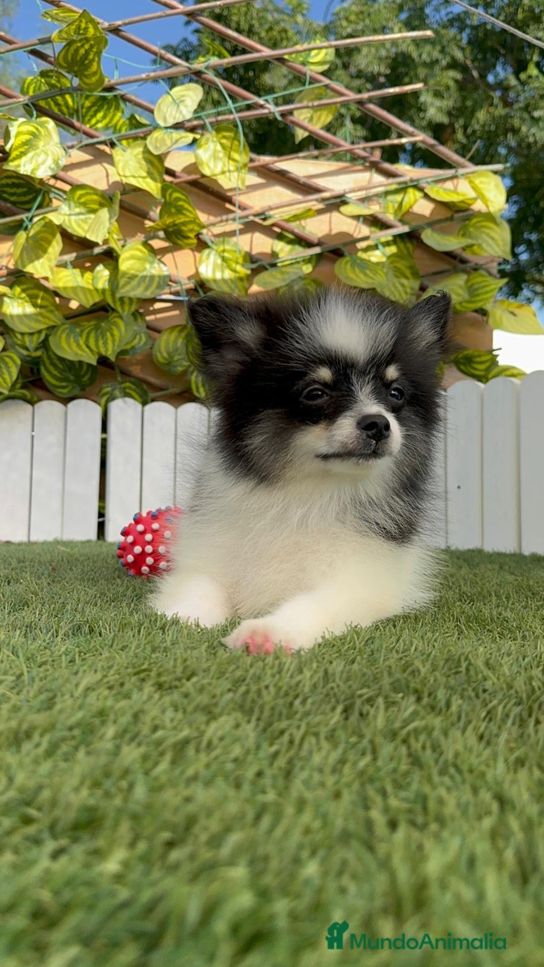 Pomerania perros en venta: POMERANIA MACHO ENVIOS A TODA ESPAÑA - Imagen 8
