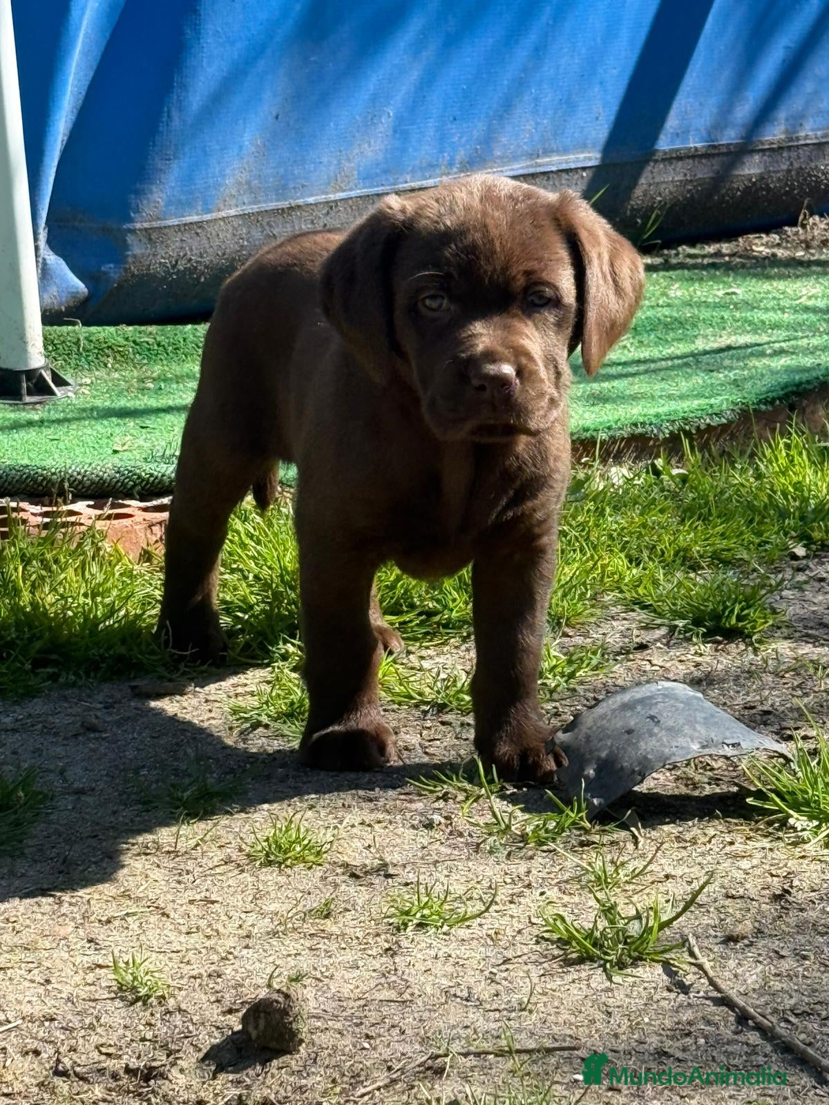 Labrador Retriever perros Último macho labrador chocolate  - Anuncio 2