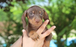 Teckel Miniatura perros en venta: Teckel mini chocolate  - Imagen 1
