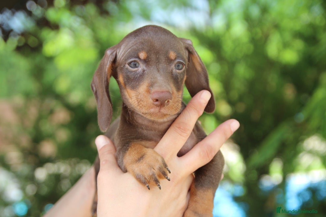 Teckel Miniatura perros en venta: Teckel mini chocolate  - Imagen 1