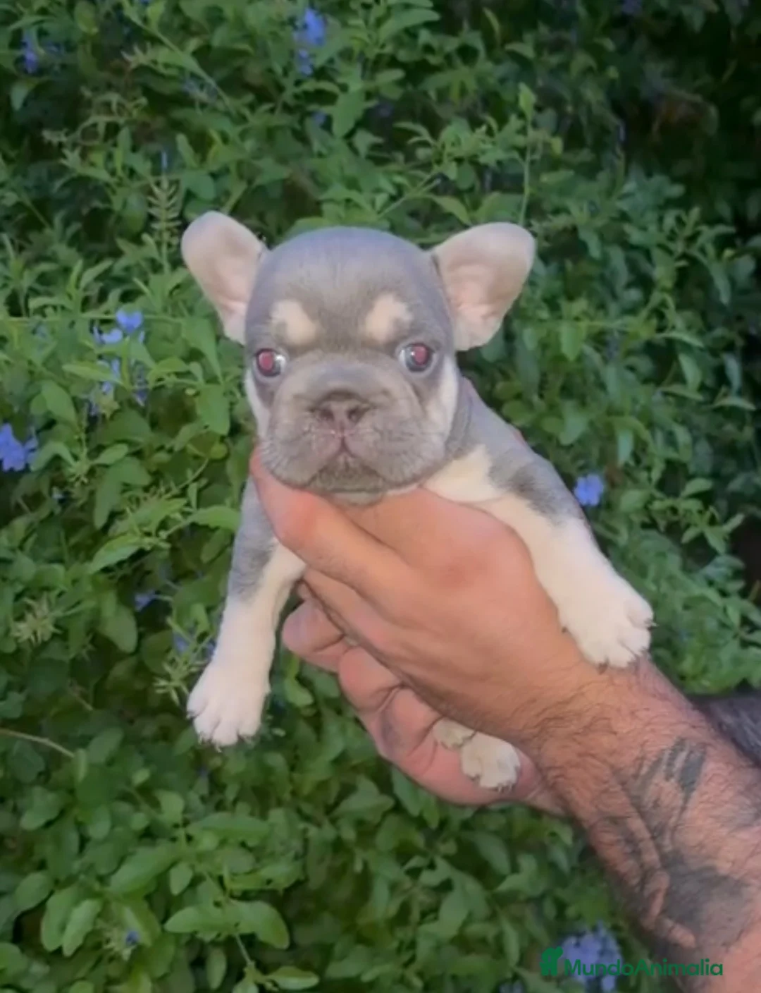 Bulldog Francés perros en venta: ✨ CAMADA EXCLUSIVA | LILAC & TAN ✨ - Anuncio 2