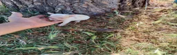 Chihuahua perros en venta: PRECIOSOS CHIHUAHUA RUSO Y ASIÁTICO  - Anuncio 3