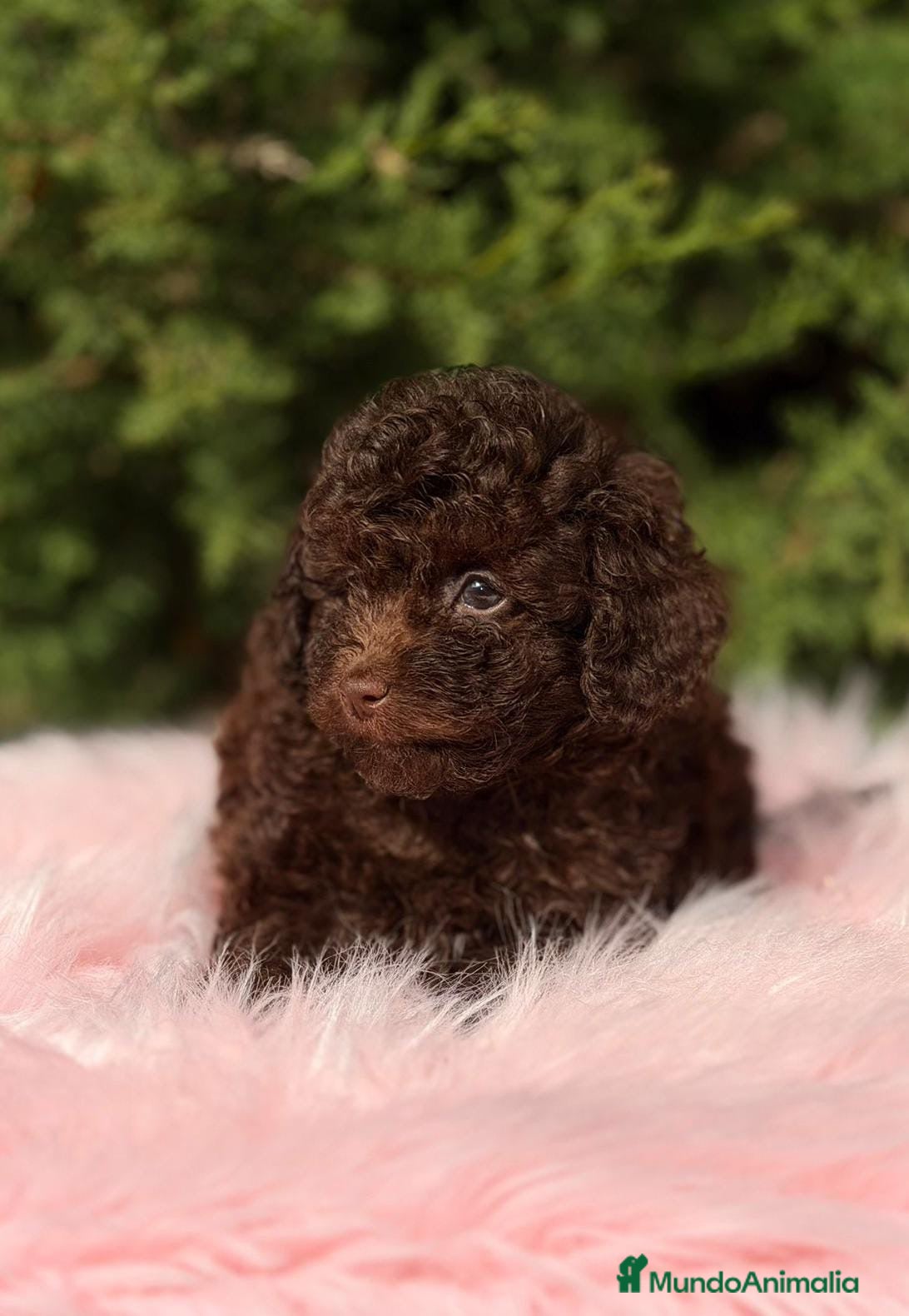 Maltipoo perros MALTIPOO TOY CHOCOLATE - Anuncio 1