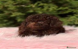 Maltipoo perros en venta: MALTIPOO TOY CHOCOLATE - Anuncio 1