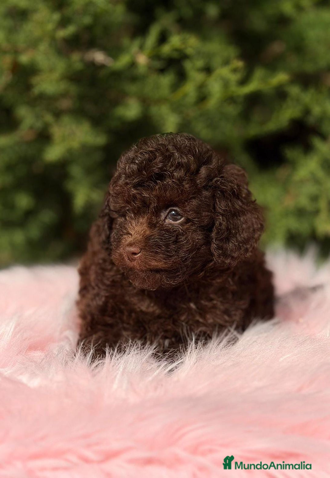 Maltipoo perros en venta: MALTIPOO TOY CHOCOLATE - Anuncio 1