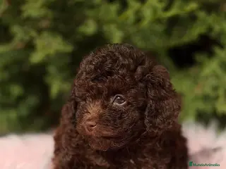 Maltipoo perros MALTIPOO TOY CHOCOLATE - Anuncio 10