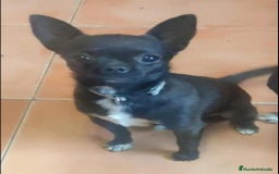 Chihuahua perros en venta: Chihuahua toy cabeza manzana - Imagen 7