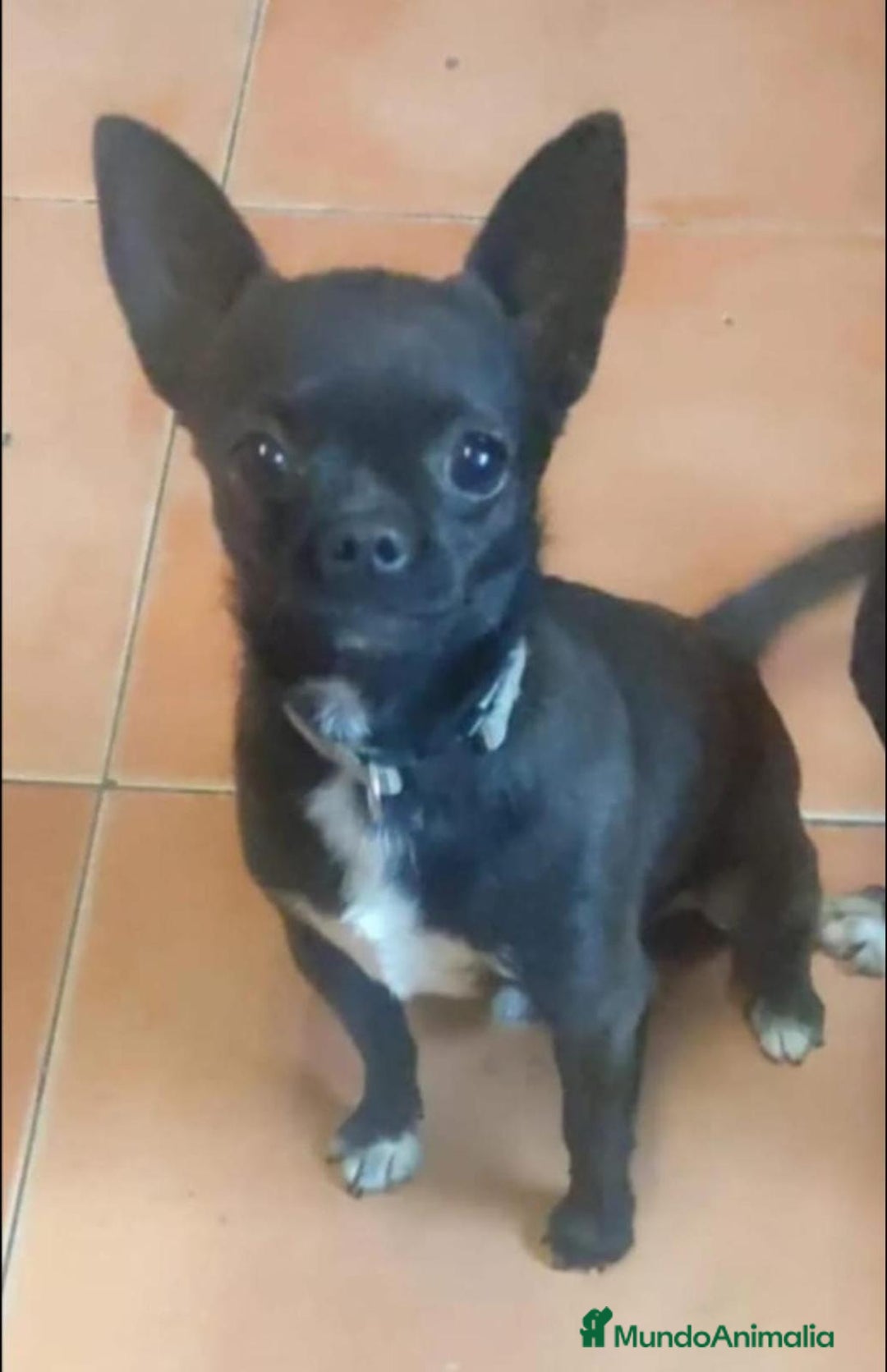 Chihuahua perros en venta: Chihuahua toy cabeza manzana - Imagen 7