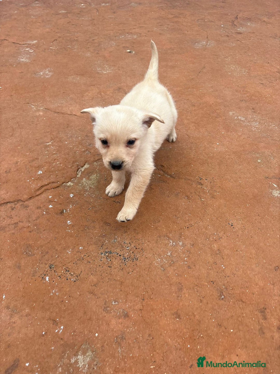 Labrador Retriever perros en venta: Labrador retriever  - Anuncio 5