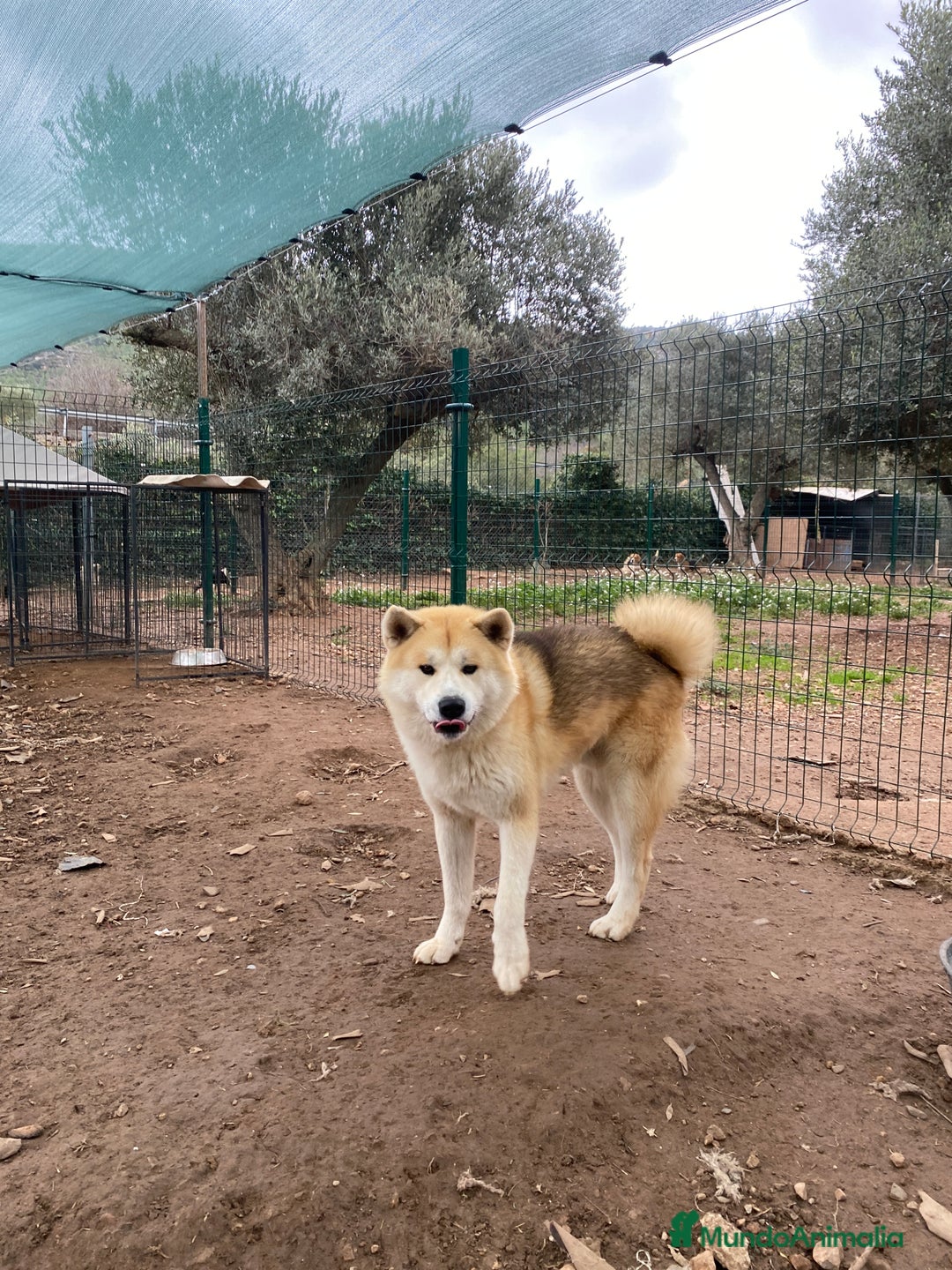 Akita Inu perros en adopcion: Para ADOPCIÓN Akita Inu - Anuncio 6