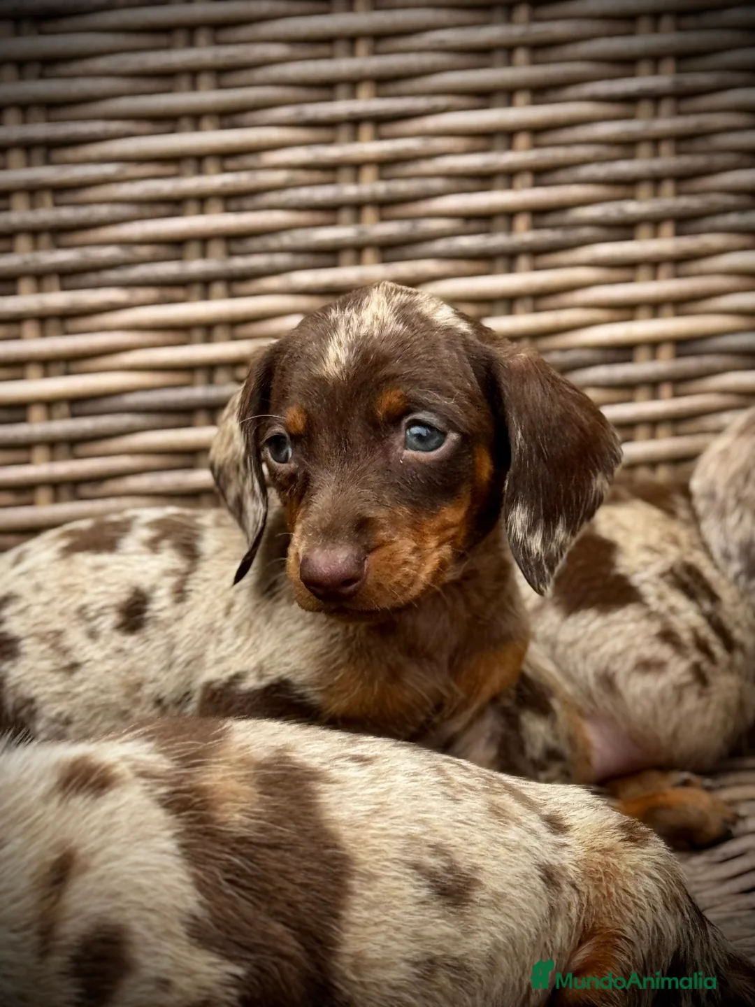 Teckel Miniatura perros en venta: Teckel mini - Anuncio 3