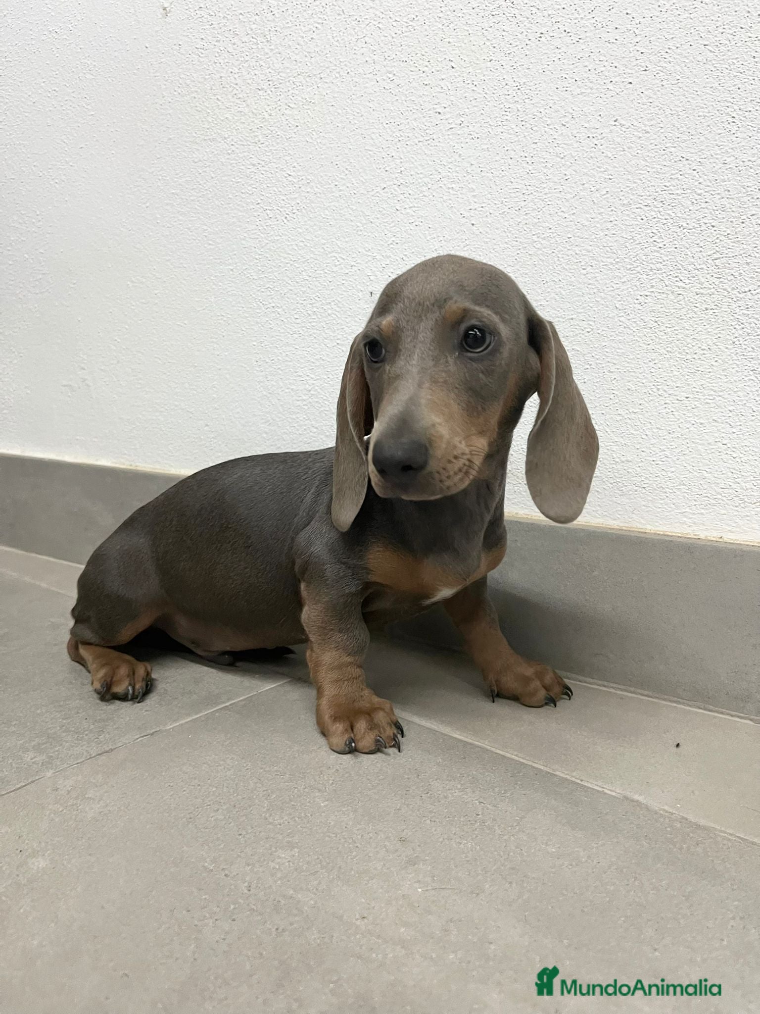 Teckel perros Cachorro de teckel  - Anuncio 1