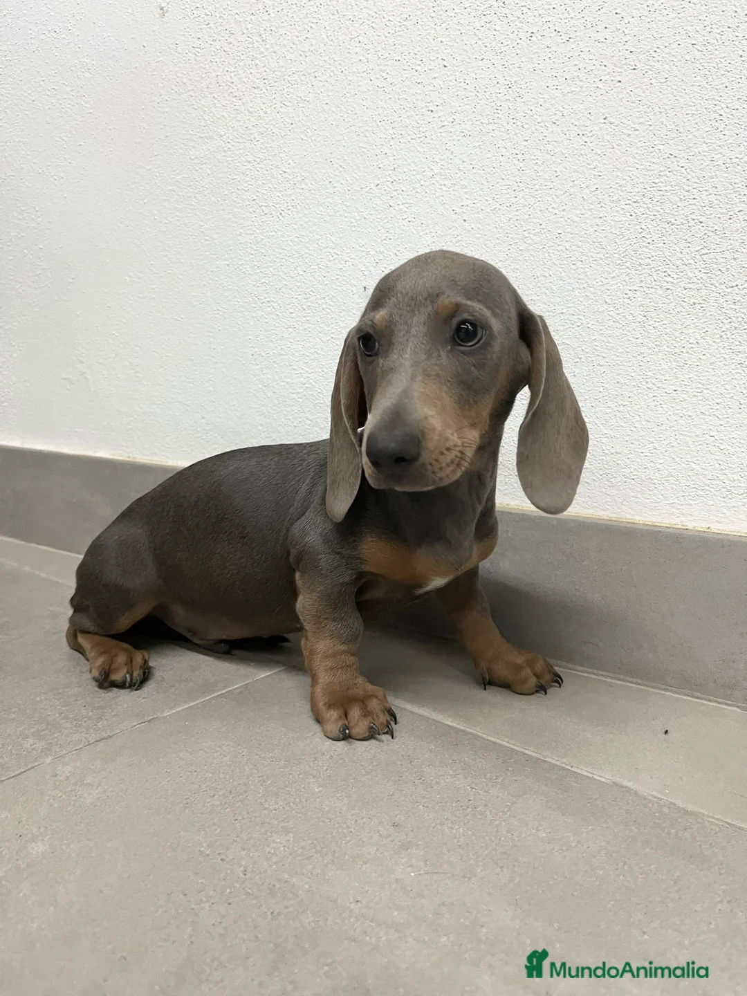 Teckel perros en venta: Cachorro de teckel  - Anuncio 1