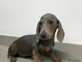 Teckel perros Cachorro de teckel - Anuncio 3