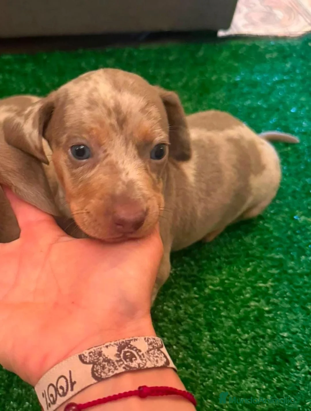 Teckel Miniatura perros en venta: Excelente camada de Teckel chocolate y arlequin  - Anuncio 1