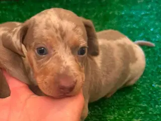Teckel Miniatura perros Excelente camada de Teckel chocolate y arlequin - Anuncio 1