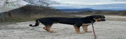 Raza Mixta perros en adopcion: THOR busca hogar - Anuncio 4