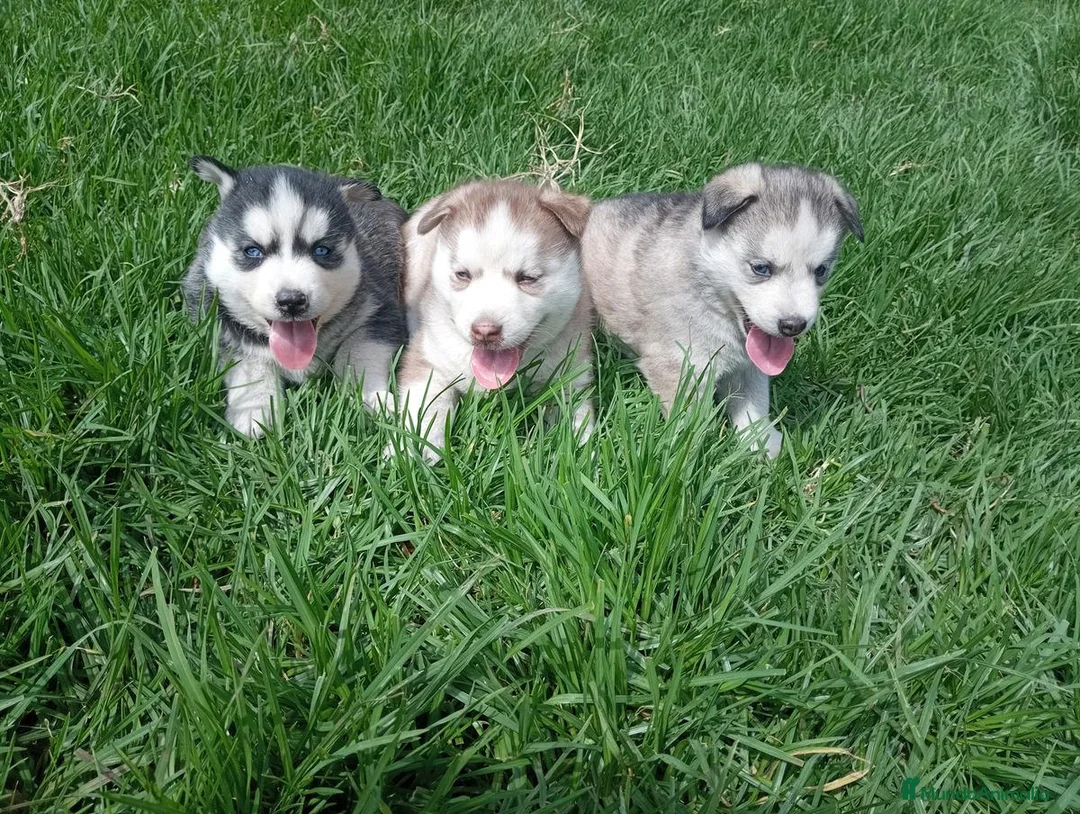 Husky Siberiano perros en venta: Husky bebé disponible ya - Anuncio 2