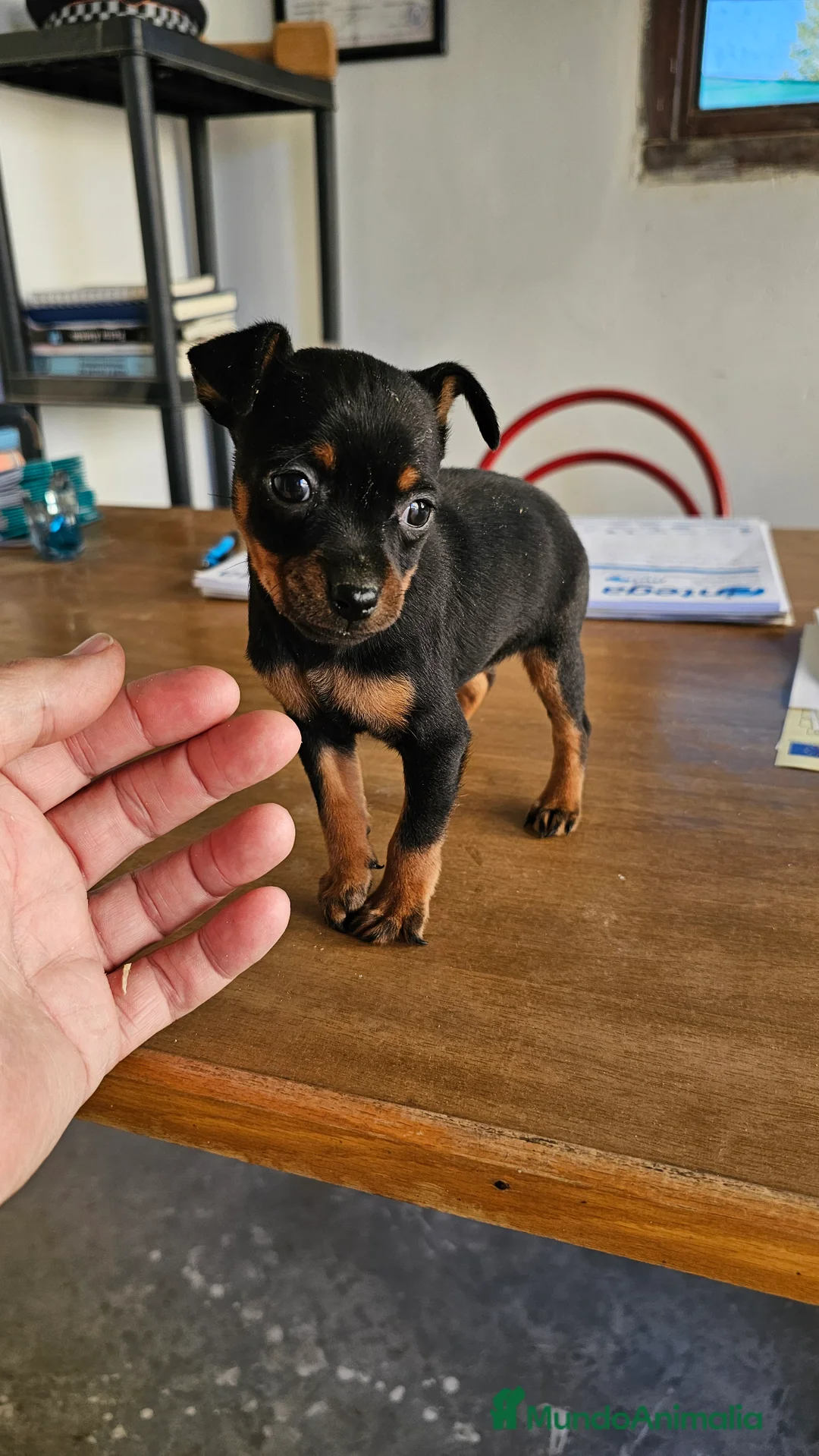 Pinscher Miniatura perros en venta: Espectaculares mini pincher  - Anuncio 3