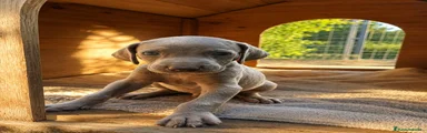 Weimaraner 8