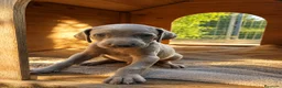 Weimaraner perros en venta: WEIMARANER - Anuncio 5