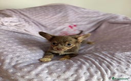 Chihuahua perros en venta: Chihuahua toy pelo largo lilac - Imagen 5