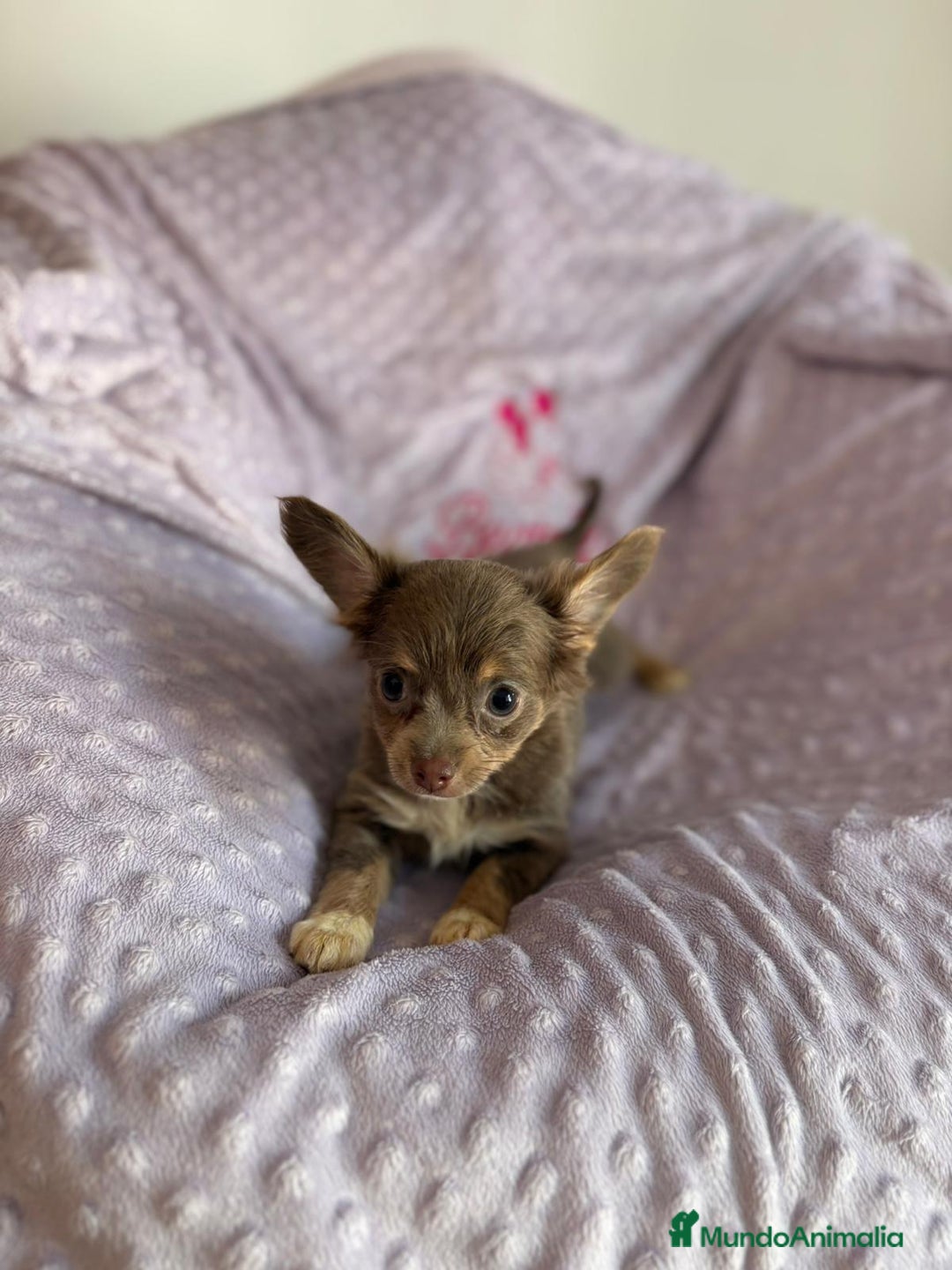 Chihuahua perros en venta: Chihuahua toy pelo largo lilac - Imagen 5