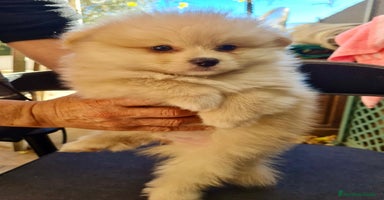 Pomerania perros Pomerania toy - Anuncio 1