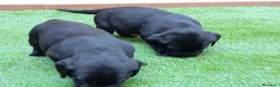 Labrador Retriever perros en venta: Camada de labradores  en Toledo - Anuncio 7
