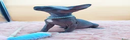 Sphynx gatos en venta: Bonito machito negro  - Anuncio 4