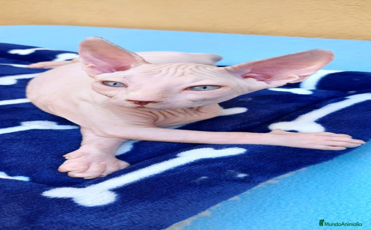 Sphynx gatos - Anuncio 2