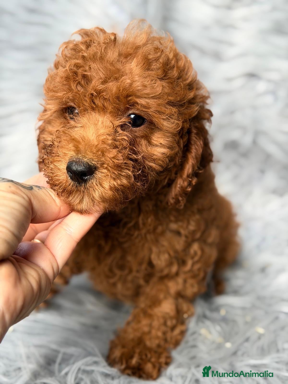 Caniche Mediano perros Precioso Caniche  - Anuncio 1