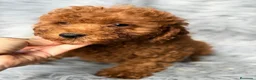 Caniche Mediano perros en venta: Precioso Caniche  - Anuncio 1