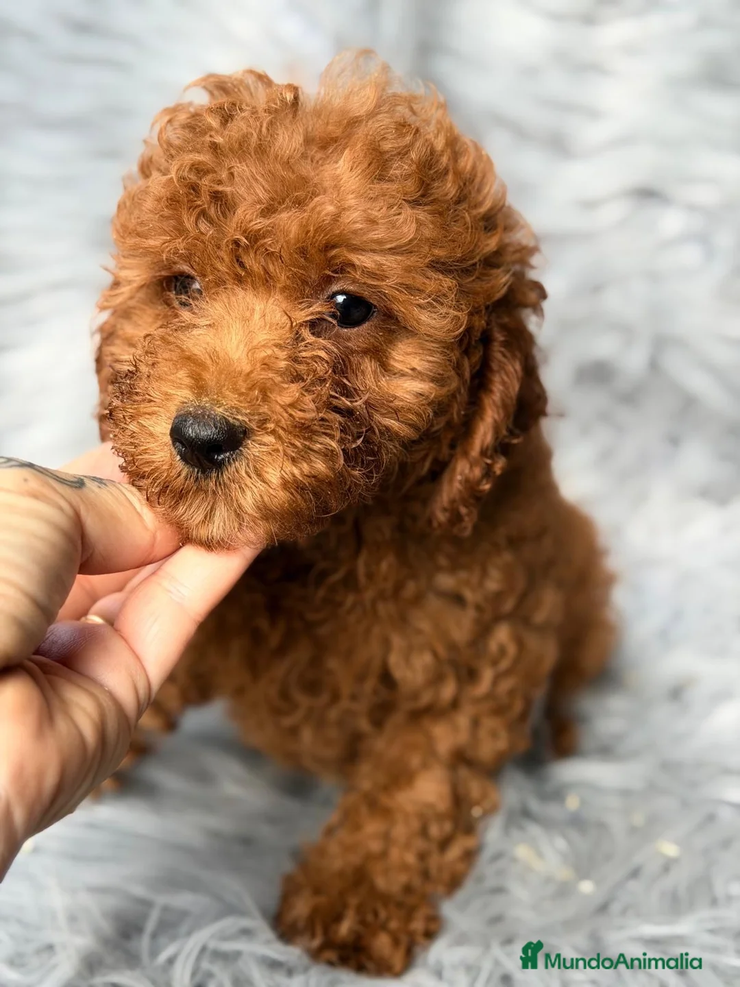 Caniche Mediano perros en venta: Precioso Caniche  - Anuncio 1