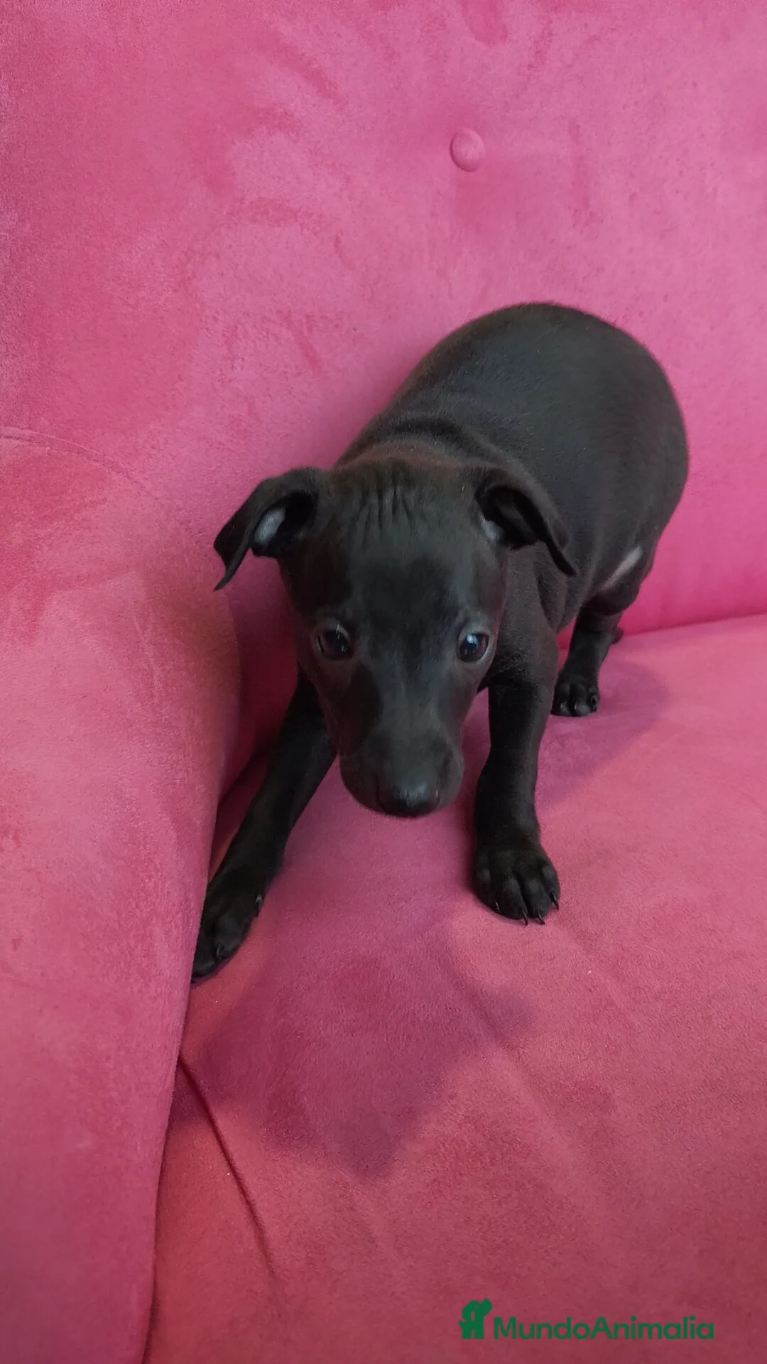 Pequeño Lebrel Italiano perros en venta: Pequeño lebrel Italiano Piccolo Macho - Anuncio 8