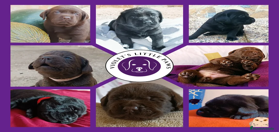 Imagen de galería {{count}}