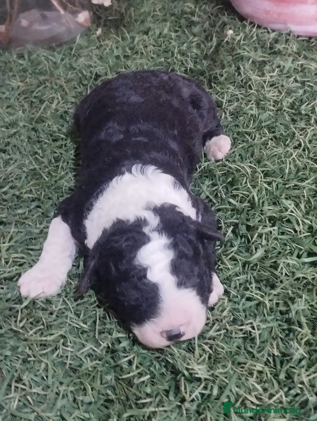 Perro de Agua Español perros en venta: Camada de perros de agua - Anuncio 3