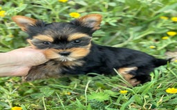 Yorkshire Terrier perros en venta: Yorkshire macho disponible  - Imagen 6