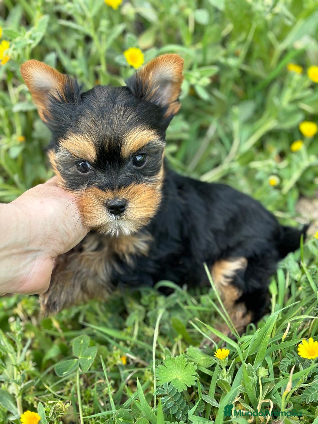 Yorkshire Terrier perros en venta: Yorkshire macho disponible  - Imagen 6
