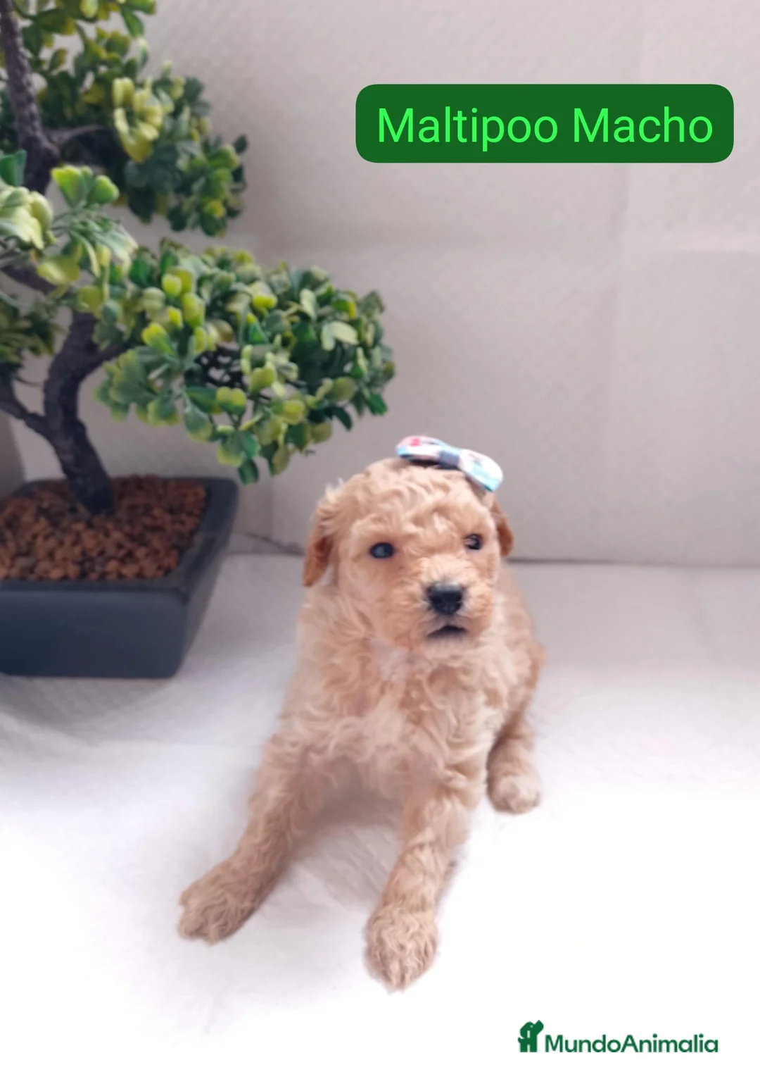 Maltipoo perros en venta: Maltipoo macho  - Anuncio 19