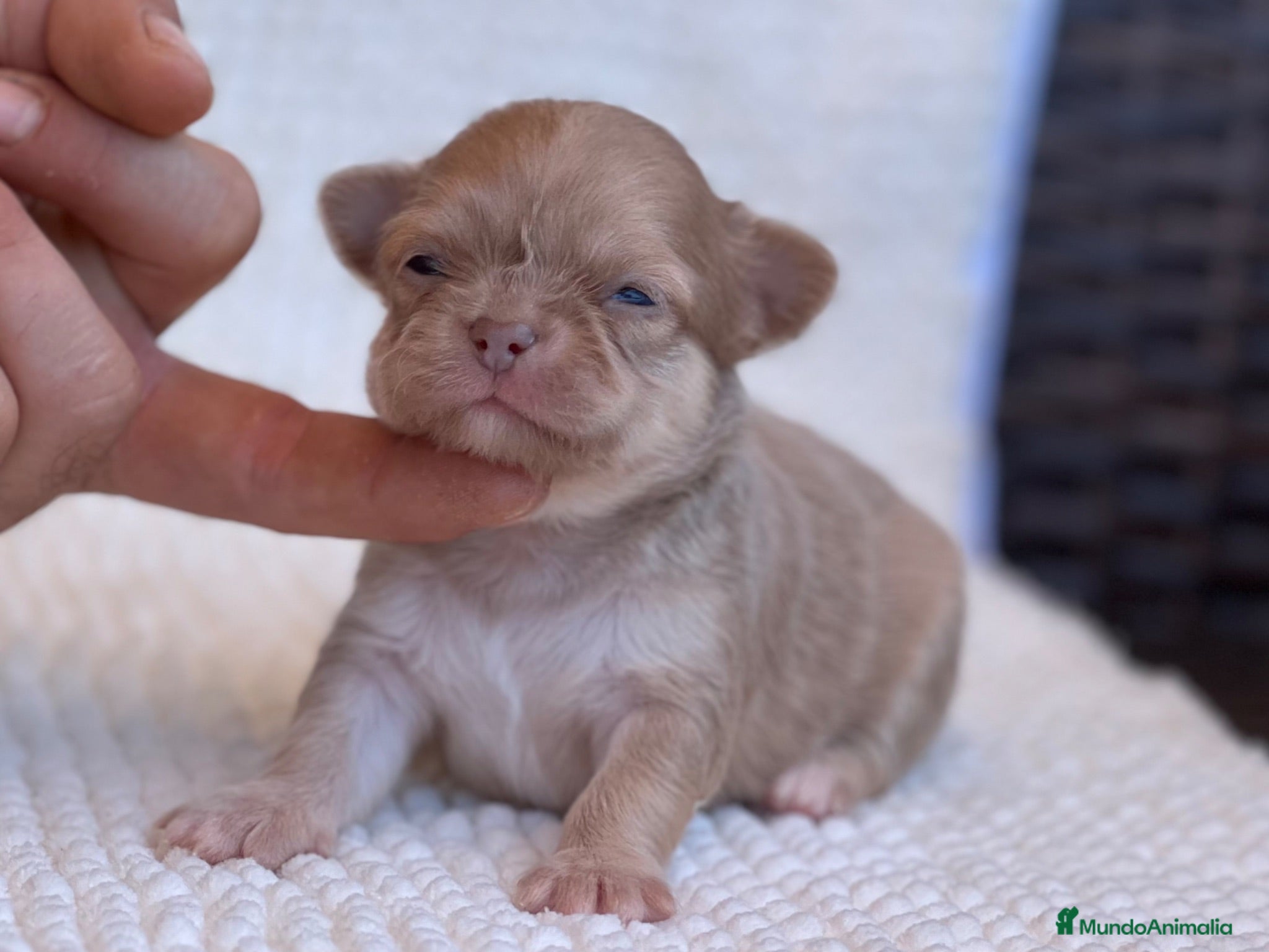 Chihuahua perros CHIHUAHUAS THELUXEPUPPYS - Anuncio 36