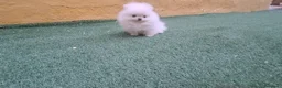 Teckel Miniatura perros en venta: LULU DE POMERANIA TOY - Anuncio 3