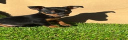 Pinscher Miniatura perros en venta: Pinscher miniatura ! Machos y hembras  en Cáceres - Anuncio 2