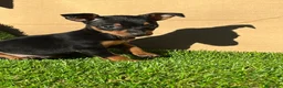Pinscher Miniatura perros en venta: Pinscher miniatura ! Machos y hembras  en Cáceres - Anuncio 2